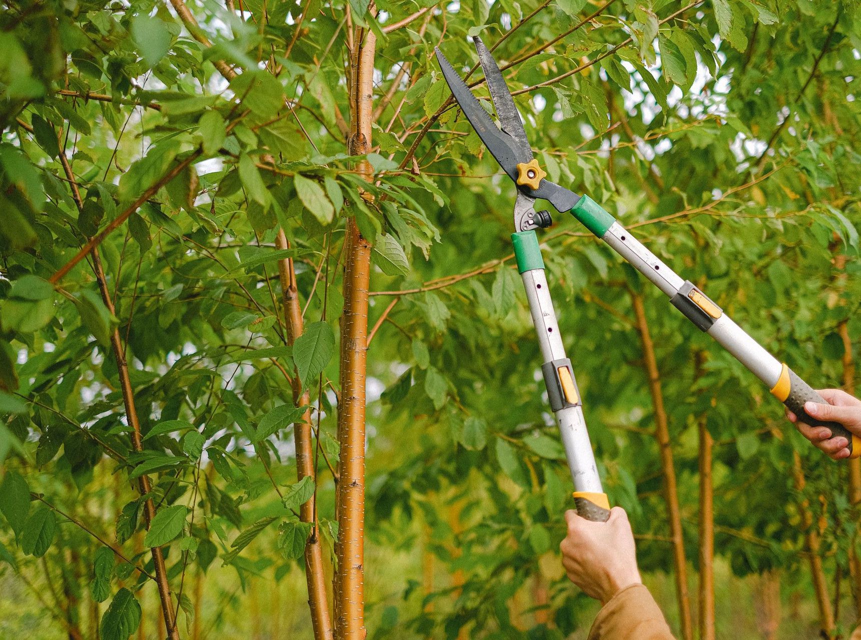 Side view of farmer with pruning shear trimming branches of tree with green leaves in orchard
